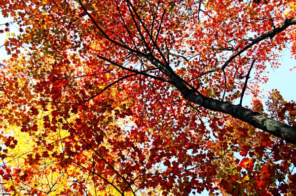 Dressed In Their Finest by Deb Oppermann